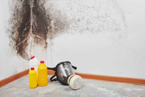 Best Emergency Mold Removal  in Cloverdale, IN