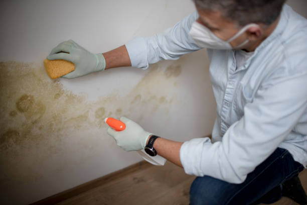 Professional Mold Removal in Cloverdale, IN