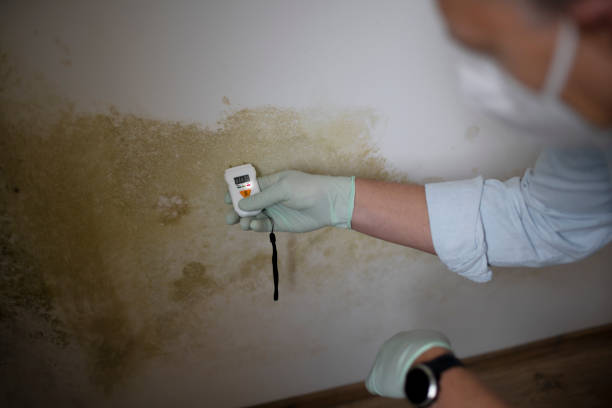 Best Professional Mold Removal  in Cloverdale, IN