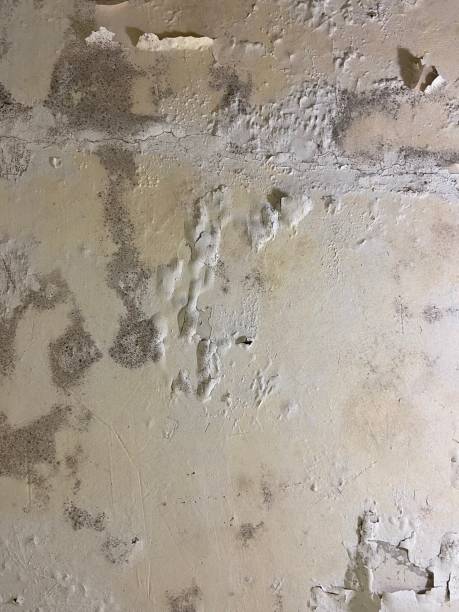 Best Residential Mold Removal  in Cloverdale, IN