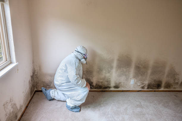 Best Mold Remediation  in Cloverdale, IN